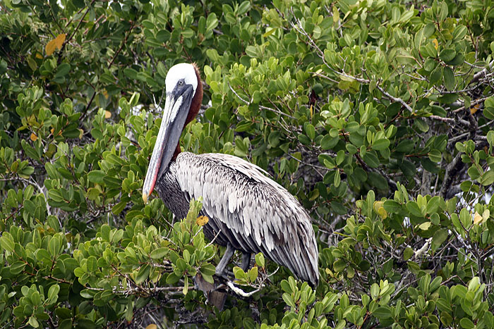 GP0908EP209_isabela-villamil-bay.jpg [© Last Frontiers Ltd]