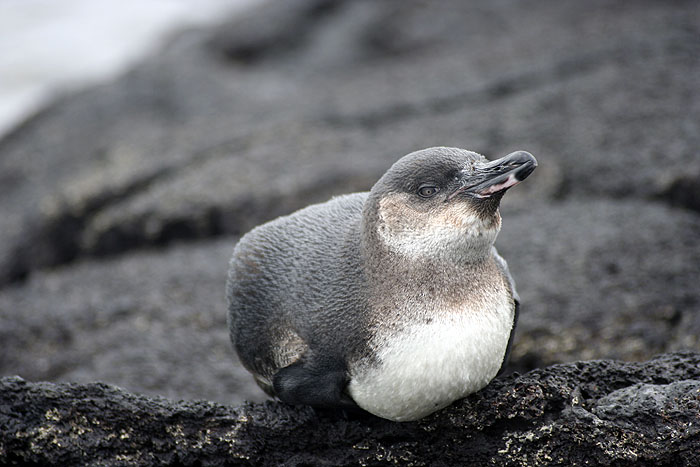 GP0908EP246_isabela-villamil-penguin.jpg [© Last Frontiers Ltd]