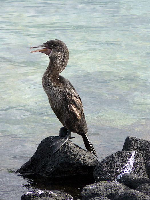 GP0908JF345_fernandina-flightless-cormorant.jpg [© Last Frontiers Ltd]