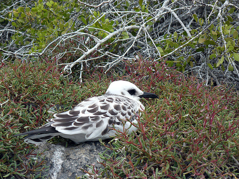 GP0917NL0388_plazas-baby-gull.jpg [© Last Frontiers Ltd]