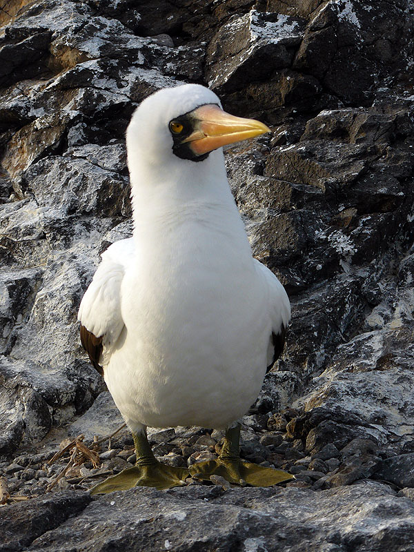 GP0917NL0465_espanola-nazca-booby.jpg [© Last Frontiers Ltd]