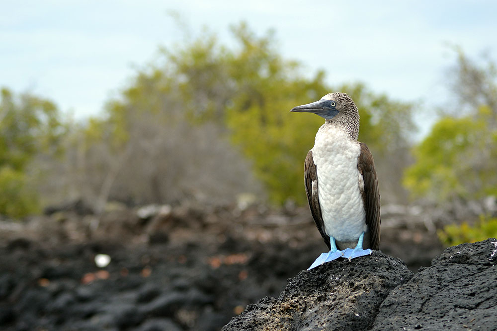 GP0919ED609_santa-cruz-black-turtle-cove-blue-footed-boobie.jpg [© Last Frontiers Ltd]