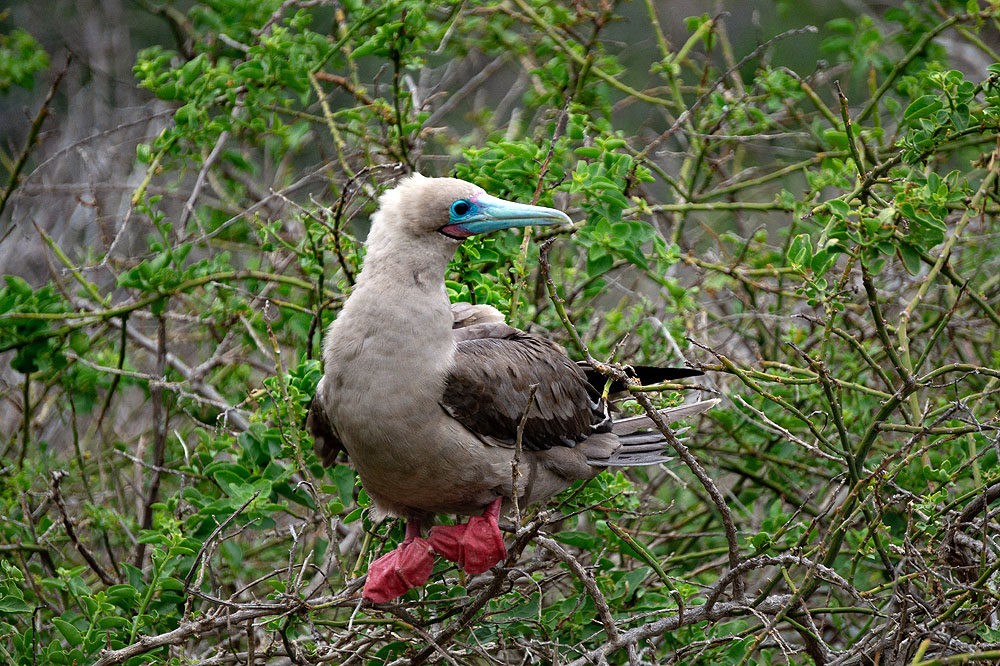 GP1018HG142_punta-pitt-red-footed-booby.jpg [© Last Frontiers Ltd]