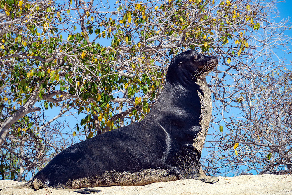 GP1018HG162_cerro-brujo-sealion.jpg [© Last Frontiers Ltd]