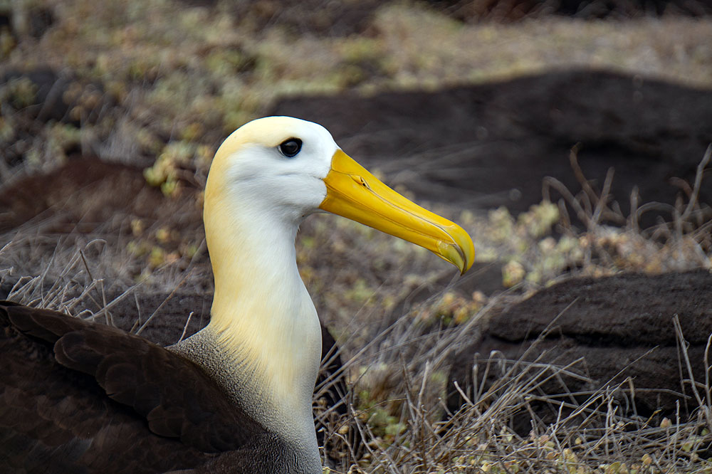 GP1018HG198_punta-suarez-waved-albatross.jpg [© Last Frontiers Ltd]