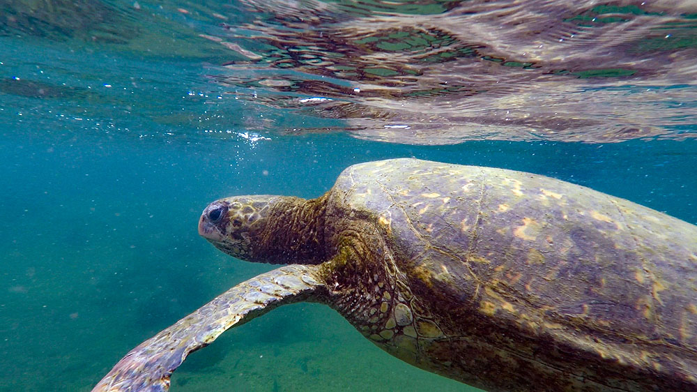 GP1018HG335_isabela-snorkelling-the-tunnels.jpg [© Last Frontiers Ltd]