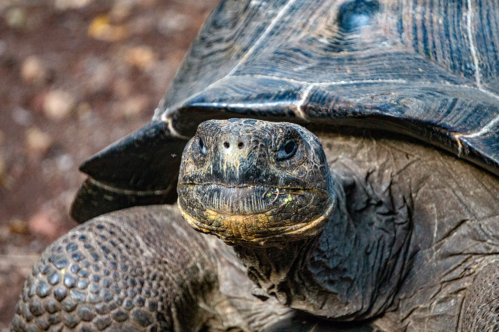 GP1018HG356_isabela-giant-tortoise.jpg [© Last Frontiers Ltd]