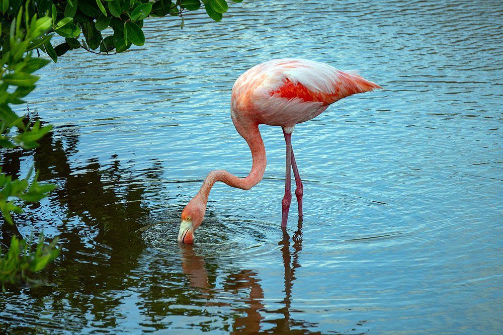GP1018HG382_isabela-wetlands-flamingos.jpg [© Last Frontiers Ltd]