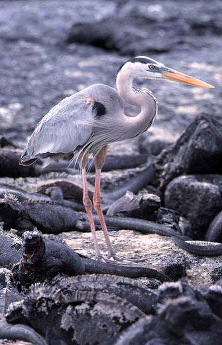 Trevor_Davenport_Great_blue_heron.jpg [© Last Frontiers Ltd]