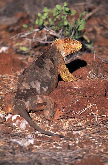 Trevor_Davenport_Land_iguana.jpg [© Last Frontiers Ltd]