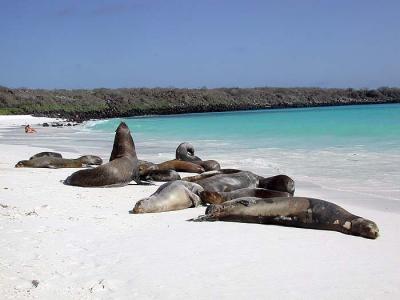 Galapagos