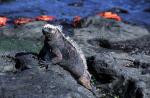 Marine iguana - Galapagos yachts and cruises, Galapagos