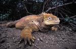 Image: Land iguana - The uninhabited islands