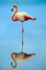 Image: Flamingo - Floreana (Charles)