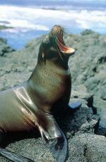 Image: Sea lion - The uninhabited islands