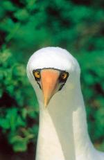 Nasca booby