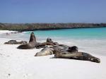 Sea lions in Gardner Bay