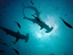 Image: Hammerhead sharks - Galapagos yachts and cruises