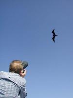 Capturing a magnificent frigatebird
