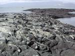 Image: Marine iguanas - The uninhabited islands