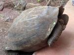 Image: Giant tortoise - Santa Cruz (Indefatigable)