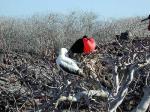 Image: Frigatebird - The uninhabited islands