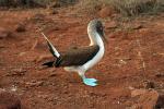 Image: Blue-footed booby - The uninhabited islands