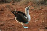 Blue-footed booby