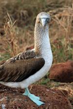 Image: Blue-footed booby - The uninhabited islands