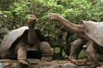 Giant tortoises