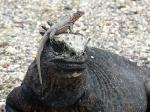 Fernandina - The uninhabited islands, Galapagos