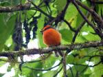 Vermillion flycatcher - Santa Cruz (Indefatigable), Galapagos