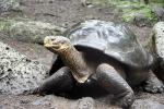 Image: Floreana - Floreana (Charles)
