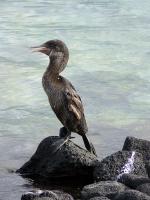 Image: Flightless cormorant - The uninhabited islands