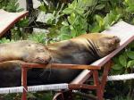 Sea lions hanging out