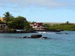 Image: Red Mangrove - Santa Cruz (Indefatigable), Galapagos