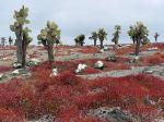 Image: Plaza Sur - The uninhabited islands