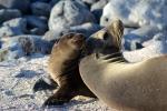 Mum and baby sea lion