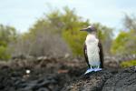 Image: Blue-footed booby - Santa Cruz (Indefatigable)