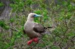 Red footed booby