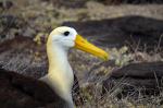Image: Waved albatross - The uninhabited islands