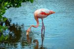 Flamingo at the wetlands on Isabela Island 