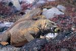 Image: Land iguana - The uninhabited islands