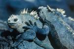 Image: Marine iguanas - The uninhabited islands