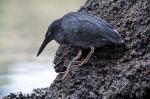 Image: Lava heron - Galapagos yachts and cruises