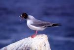 Image: Swallow-tailed gull - Galapagos yachts and cruises