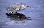 Image: Striated heron - Galapagos yachts and cruises