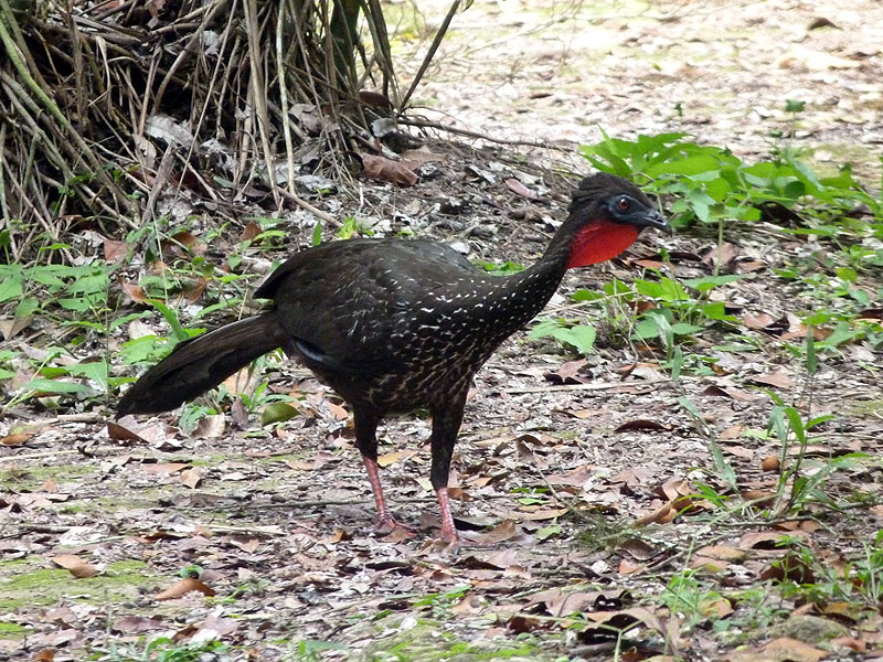 GU0916NL242_tikal-guan.jpg [© Last Frontiers Ltd]