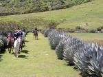 Image: Unicornio Azl - Chichicastenango, Quetzaltenango and Cuchamantanes