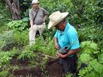 Planting a lemon tree near Antigua